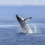 Arica: Llaman a la comunidad a hacer un avistamiento responsable de animales marinos