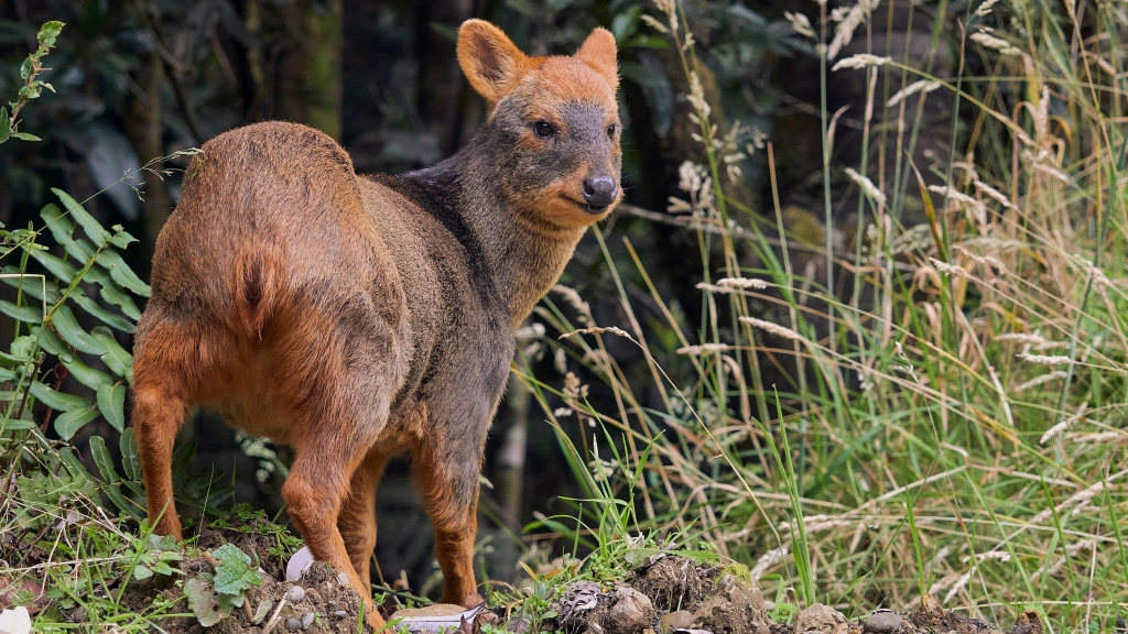 Pudú, UNAB