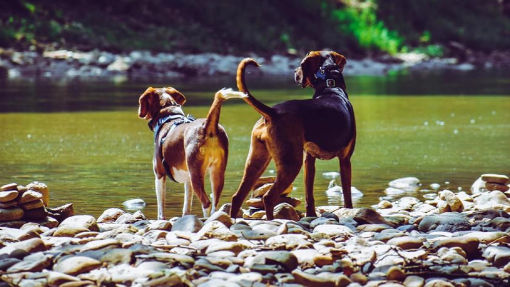 Perros de vacaciones, Chris F en Pexels