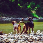 ¡Vacaciones! 10 consejos para cuidar y disfrutar junto a tus perros y gatos