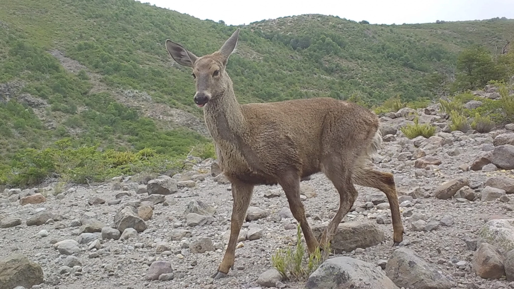 Huemul, CONAF