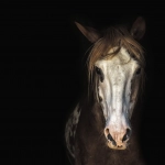 SAG detecta tres nuevos casos de Anemia infecciosa equina en las comunas de Parral y San Pedro de La Paz