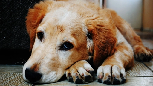 Cambios de rutina: Cómo afectan la salud emocional de los animales de compañía