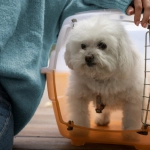 Viajes en auto: Consejos para escoger y ubicar la jaula de tu perro