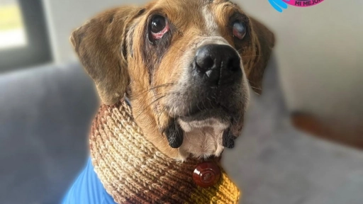 Colombia: Aprueban por unanimidad la ley Ángel contra la crueldad hacia los animales