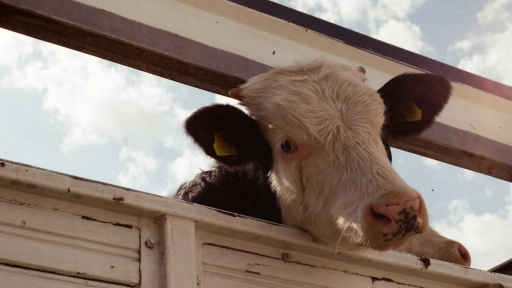 Argentina reanuda la exportación de animales vivos