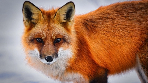 Uso y producción de piel animal alcanza su nivel más bajo en la última década