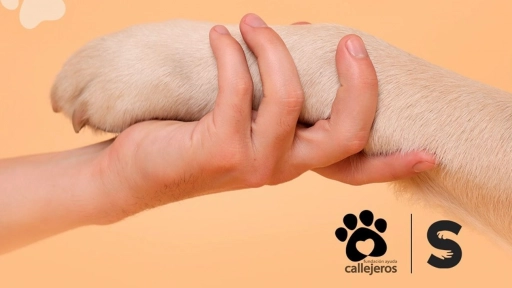 Jornada de adopción de perros busca encontrarles hogar a cachorros y adultos