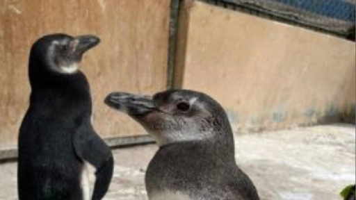 Trasladan pingüinos magallánicos entre Antofagasta y Santiago para continuar con su rehabilitación