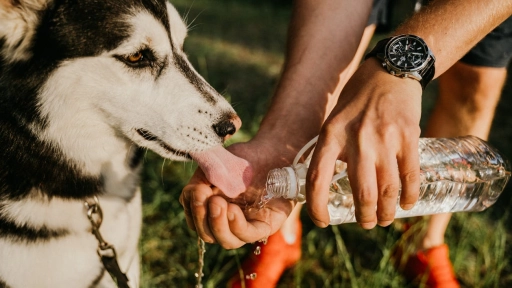 Perros: Consejos para mantenerlos hidratados 