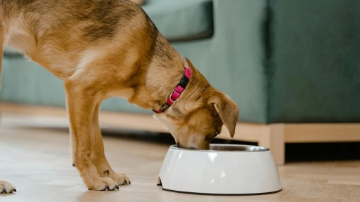 Perros y gatos: Cada cuánto tiempo debemos lavar sus platos