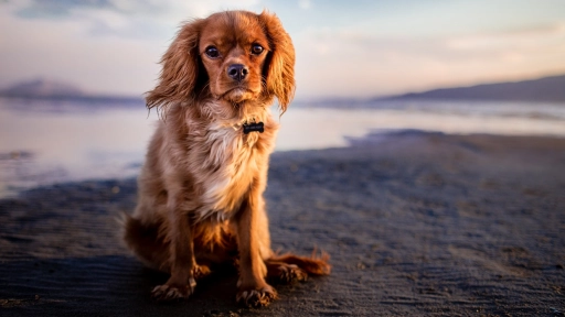 Vacaciones: Recomendaciones para tenencia responsable de animales en playas
