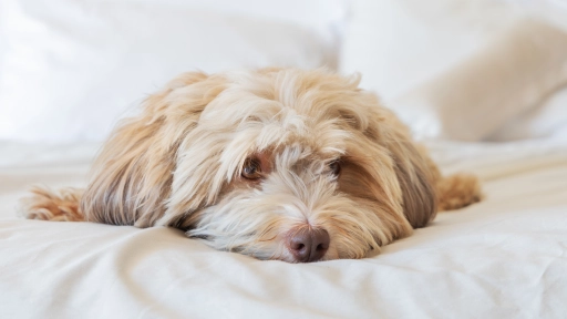 Perros que lloran o se desesperan al estar solos: La problemática que enfrentan gran parte de chilenos en verano