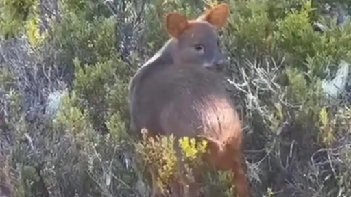 Liberan pudú en Parque Nacional Conguillío