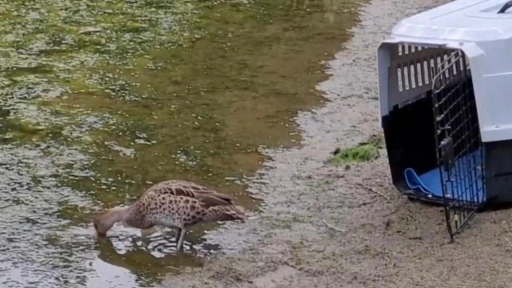 SAG liberó a animales rehabilitados por Centro de Fauna Silvestre UdeC