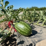 Chile avanza en genética para desarrollar sandías que toleren mejor la escasez hídrica