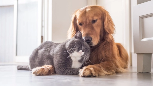 Perros y gatos: Cómo detectar y prevenir la obesidad