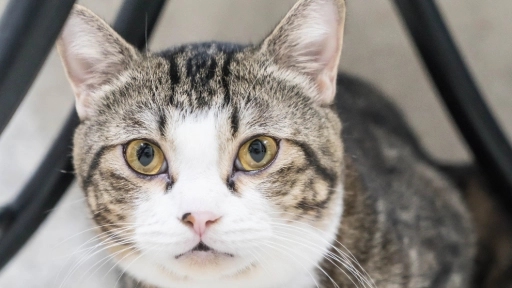 Día mundial de la obesidad: Ayuda a tus gatos a bajar de peso   