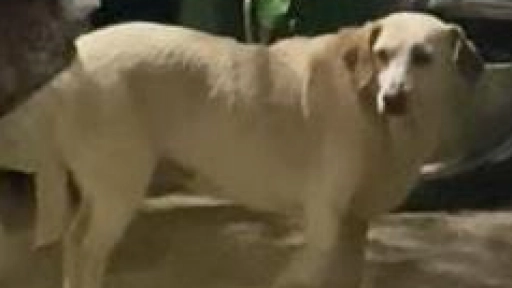 Violeta: Municipalidad de Pudahuel presentó querella por caso de maltrato animal