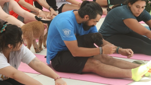 Realizarán clases de yoga con cachorros para fomentar la adopción