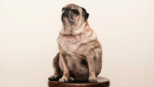 Día mundial de la obesidad ¿Sabías que los perros también pueden padecer esta enfermedad?