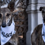 Rechazan proyecto de resolución que buscaba regular las carreras de perros