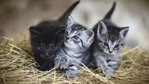 Este sábado se realizará el MiauFest: El Festival de la adopción 