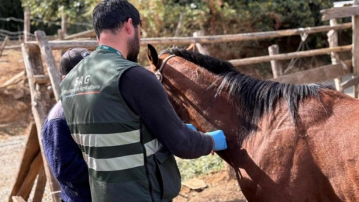 SAG detecta caso de anemia infecciona equina en Ñuble
