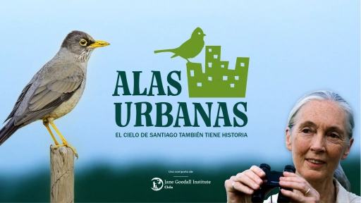 Desde picaflores hasta águilas ¡Las aves se toman el Metro de Santiago durante abril!