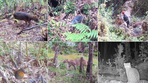 Parque Nacional Pumalín Douglas Tompkins: Cámaras trampa detectaron mayor presencia de fauna nativa