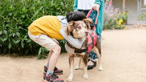 Día Mundial del Perro Guía ¿Cualquiera puede cumplir ese rol?