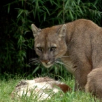 SAG Los Lagos interpone una denuncia por presunta muerte y maltrato de puma en Cochamó