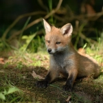 Incendios forestales: Sigue las recomendaciones del SAG ante la emergencia