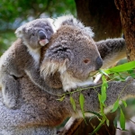 Australia: Autorizan la matanza de 750 koalas tras incendios forestales
