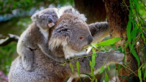 Australia: Autorizan la matanza de 750 koalas tras incendios forestales