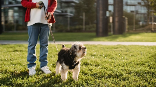 Realizarán seminario Las claves del bienestar del perro en ciudad