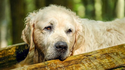 Perros pueden presentar daño en sus articulaciones a partir del primer año de vida 