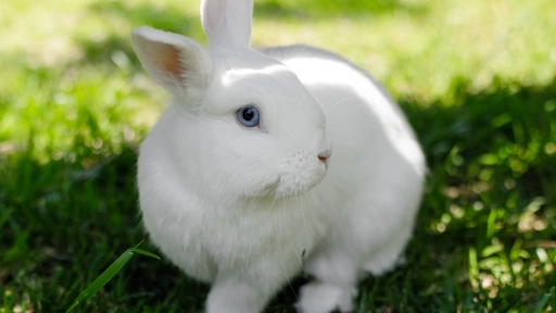 Por un futuro consciente: El compromiso cruelty free en el retail