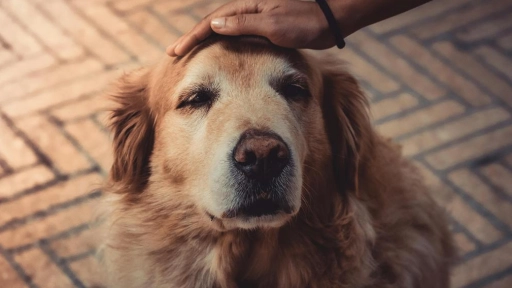 Accidente cerebrovascular en perros y gatos: Todo lo que necesitas saber