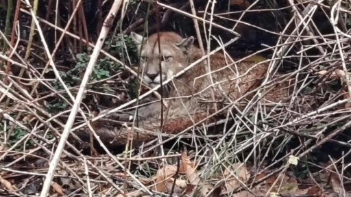 Melipeuco: Rescatan a puma atrapada en un huache