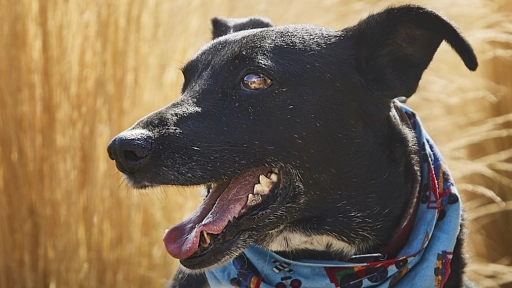 Conoce los rostros rescatados que buscan hogar en Expo Mascotas & Animales