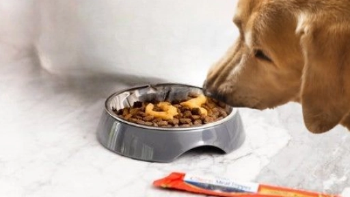 Churu ahora es más que un snack: Nueva versión debutará en Chile este año