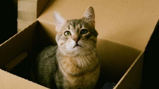 Gatos y cajas: Los ayudarían a reducir el estrés 