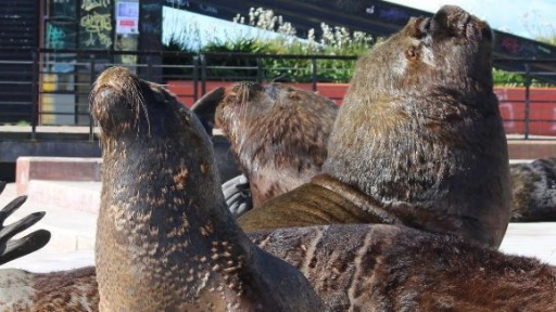 Sernapesca presentará denuncia por maltrato animal contra lobos en la costanera de Valdivia