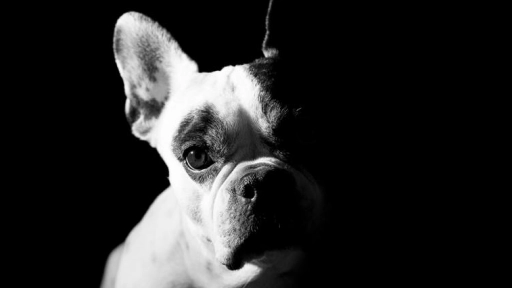Perros braquicéfalos: Víctimas de la cría selectiva