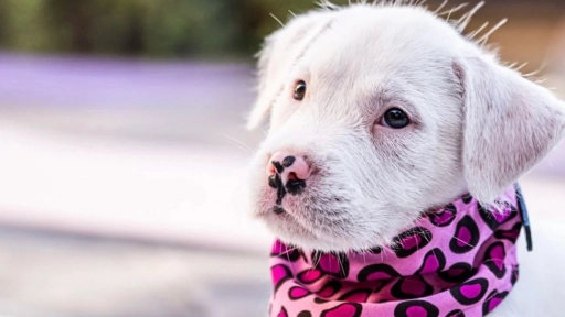 Antofagasta: Realizarán clases de yoga en beneficio de perros rescatados