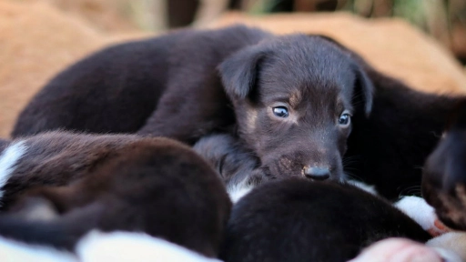 Municipalidad de Pudahuel anuncia querella por el asesinato de ocho cachorros