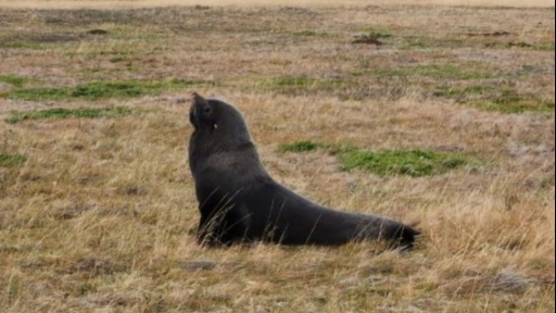Lobo marino visitó la octava maravilla del mundo