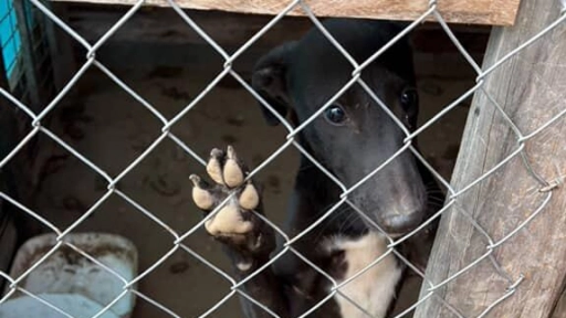 Maltrato animal: Rescatan 16 perros en Limache