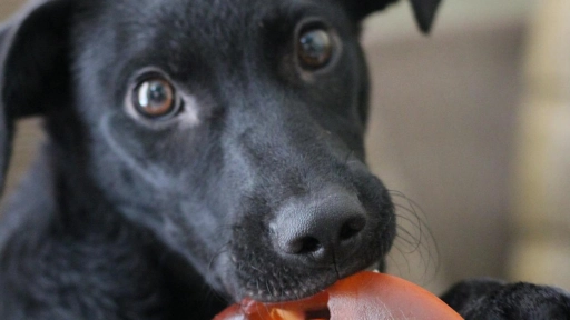 ¡Una tarde para jugar, aprender! Ayuda a los rescatados de  la Fundación Huella Animal.